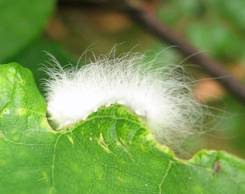Bruco Apatelodes maculato