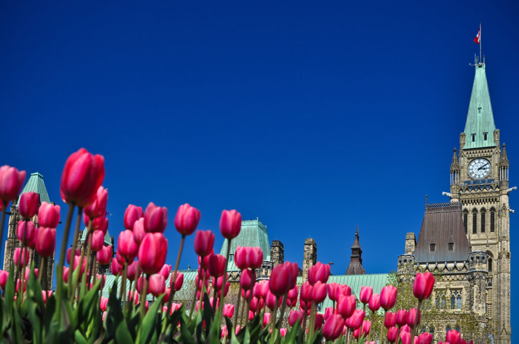 Canadian Tulip Festival - letto di tulipani rosa scuro vicino all'edificio del Parlamento di Ottawa