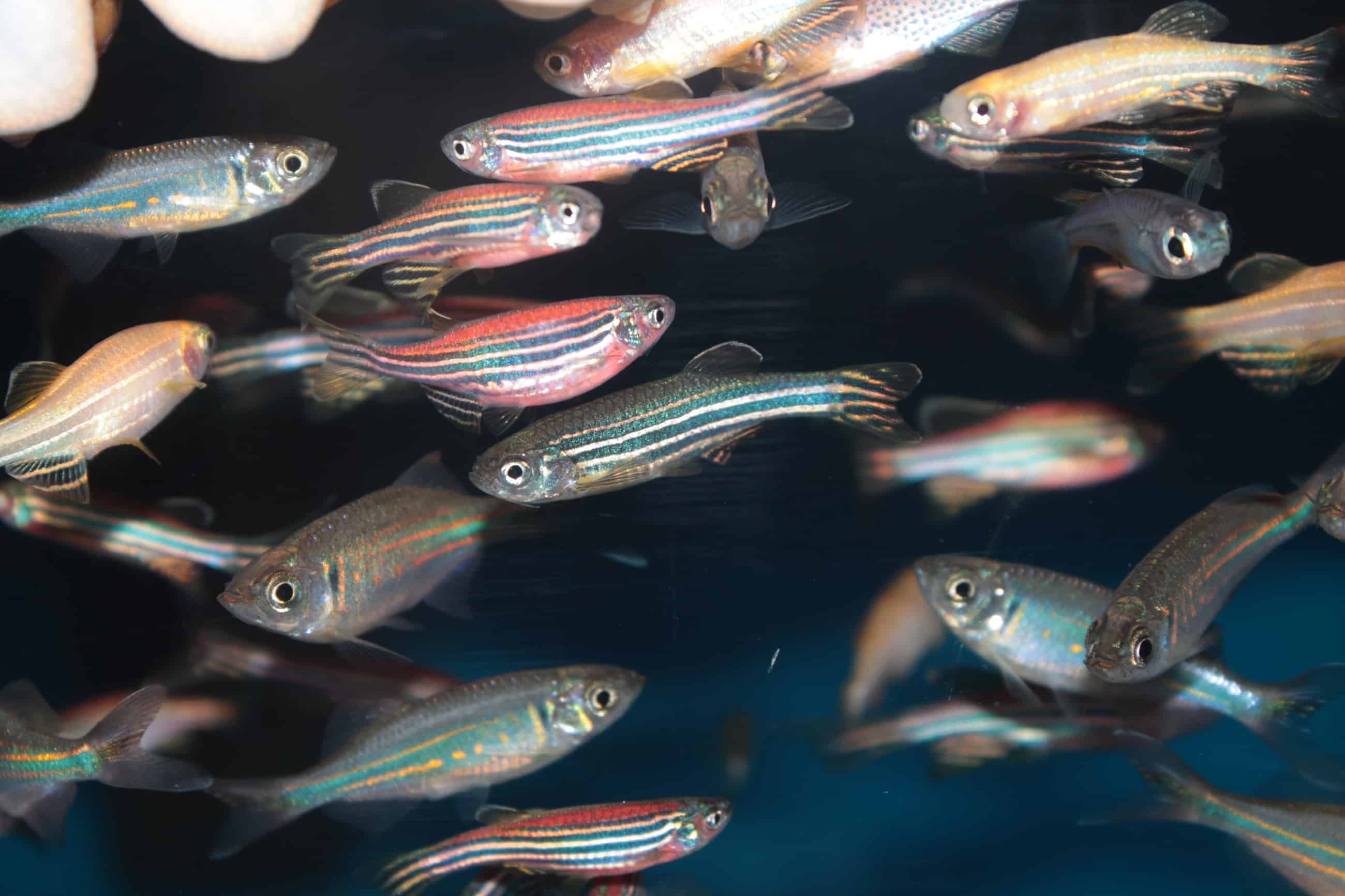 Zebrafish (Danio rerio) pesci d'acquario