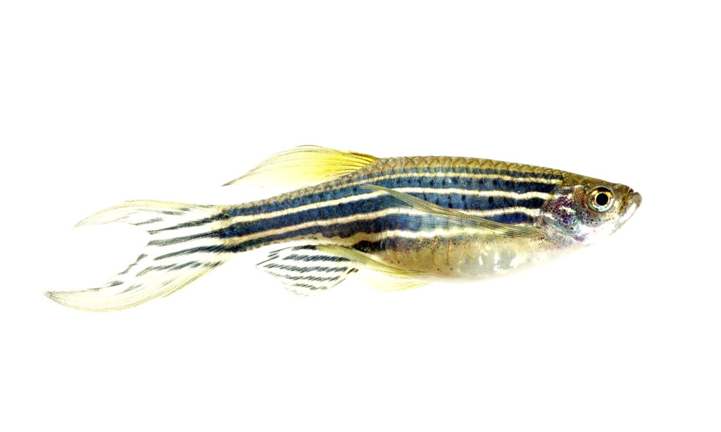 zebra danio pesce isolato bianco