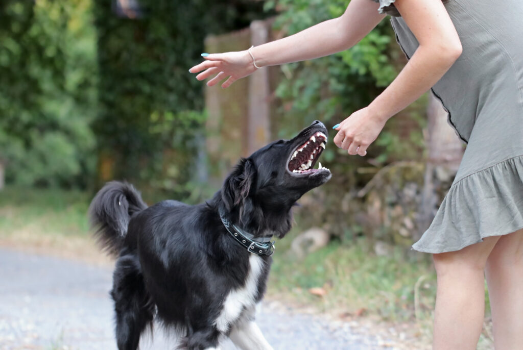 Cane aggressivo che attacca una giovane donna caucasica.  Border collie in bianco e nero che morde una persona.  Ragazza indifesa morsa da un cane di strada non addestrato.  Morsi di cane spaventati al parco.
