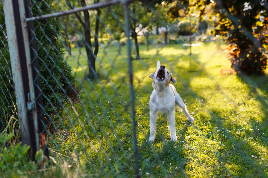 Pericoloso cane aggressivo dietro il recinto