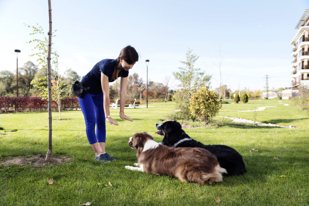 Due cani che posano Obey Training Fuoco selettivo