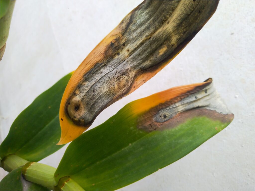 Foglie di orchidea bruciate dal sole