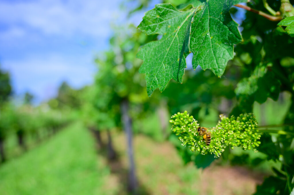 Le api da miele che impollinano la vite sbocciano in vigna all'inizio della primavera