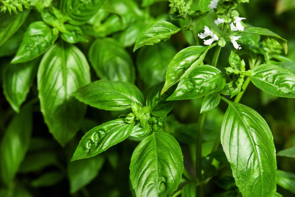 Piante verdi di basilico dolce con crescita di fiori.