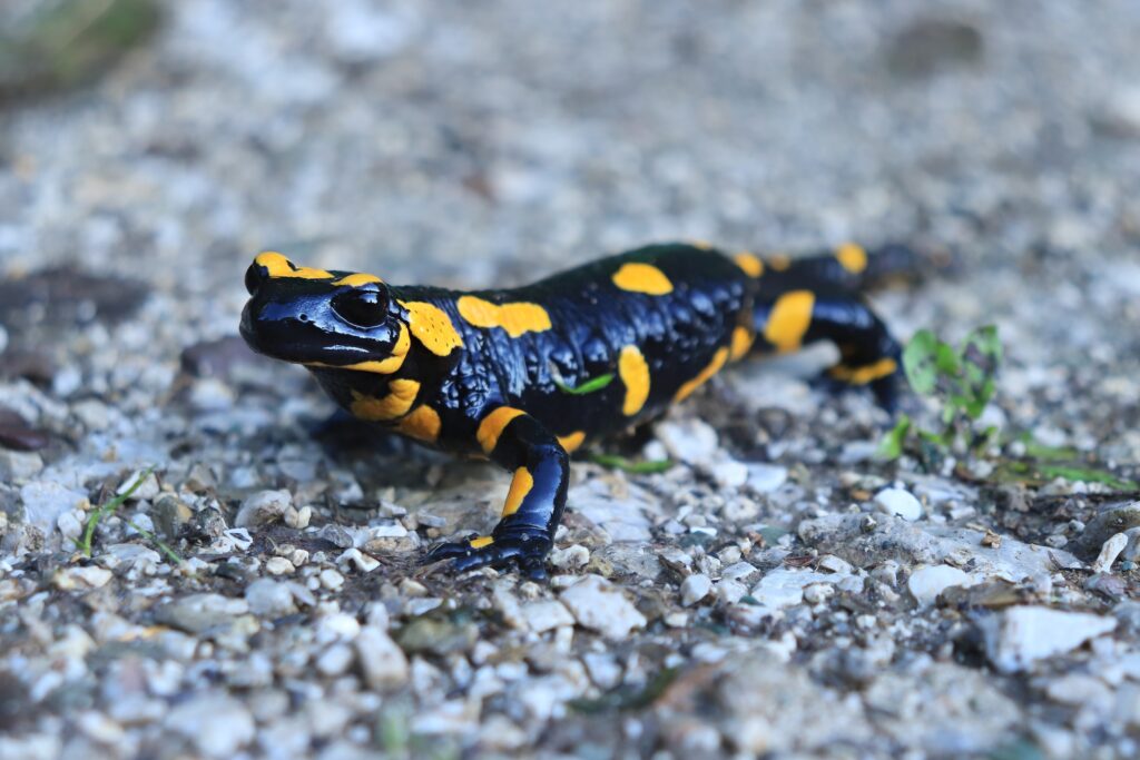 Salamandra giallo-nera in montagna.