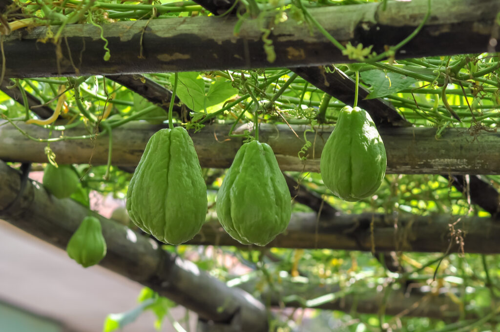 Chayote sull'albero, Chayote pronto per la raccolta in giardino