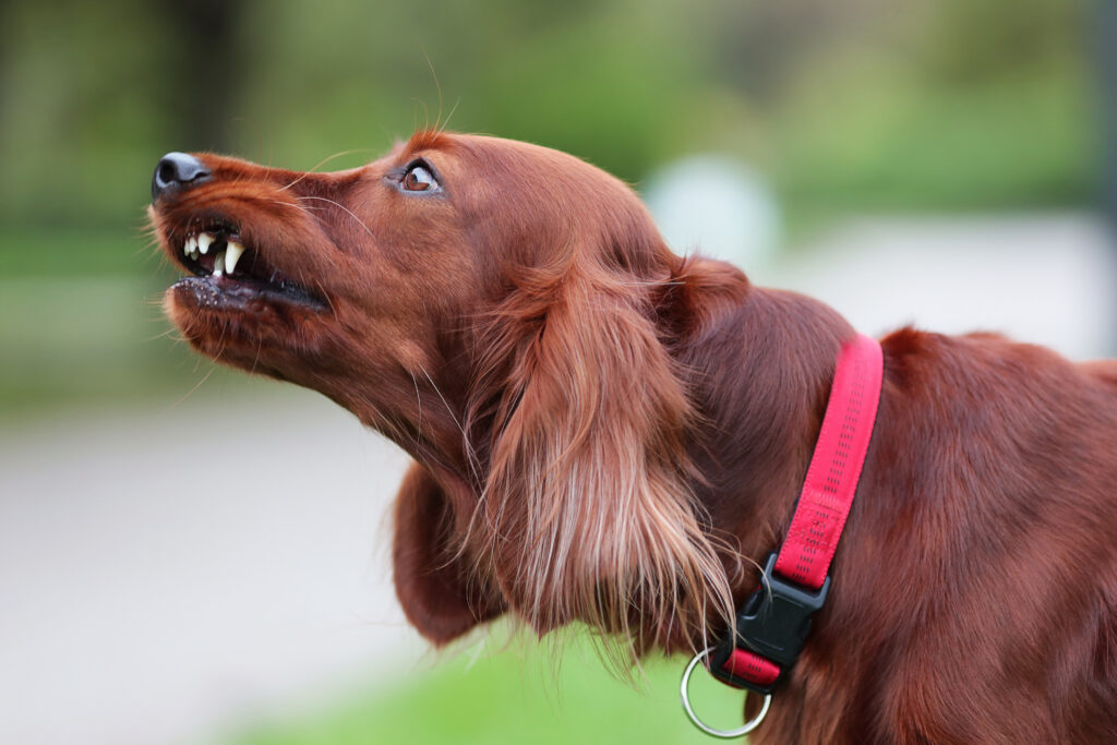 Il cane setter irlandese rosso sta ruggendo per la protezione della natura.  Close up potrait di animale domestico.