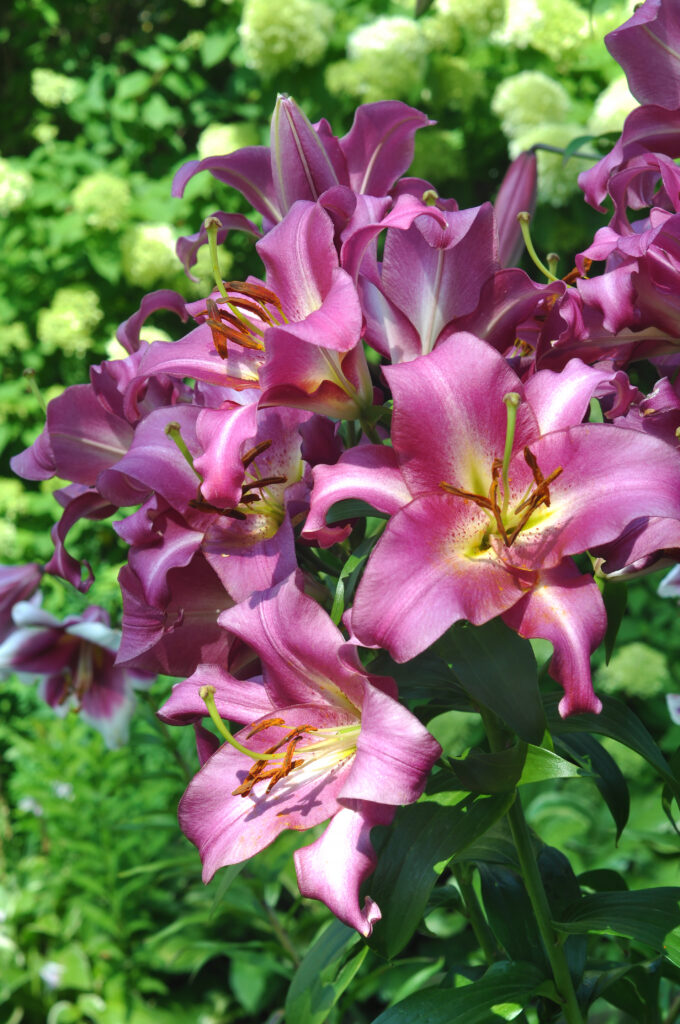 Viola Lady Lily
