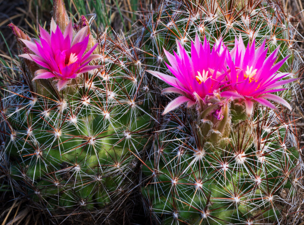 Bellissimi fiori di cactus rosa.  Escobaria vivipara. 
