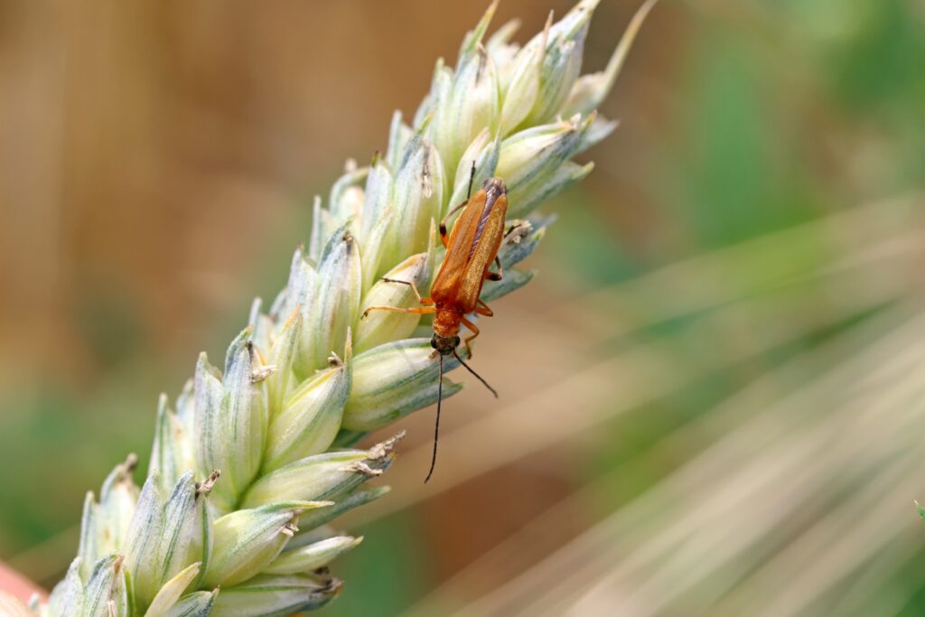 falso scarabeo blister