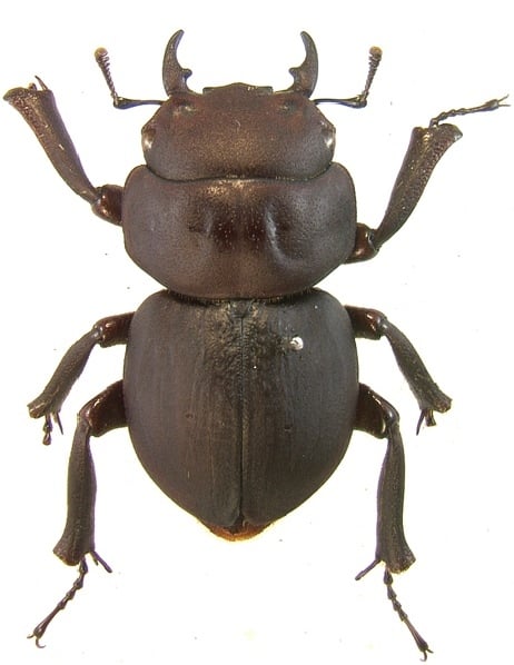 Apterocyclus-honoluluensis