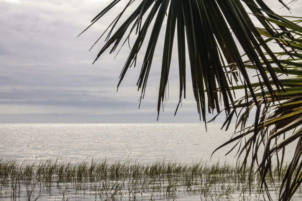 Vista di Apalachee Bay, con fronde di palme del litorale, al St. Marks National Wildlife Refuge, un paradiso invernale per gli uccelli migratori, lungo la costa del Golfo in un pomeriggio nuvoloso nel nord della Florida