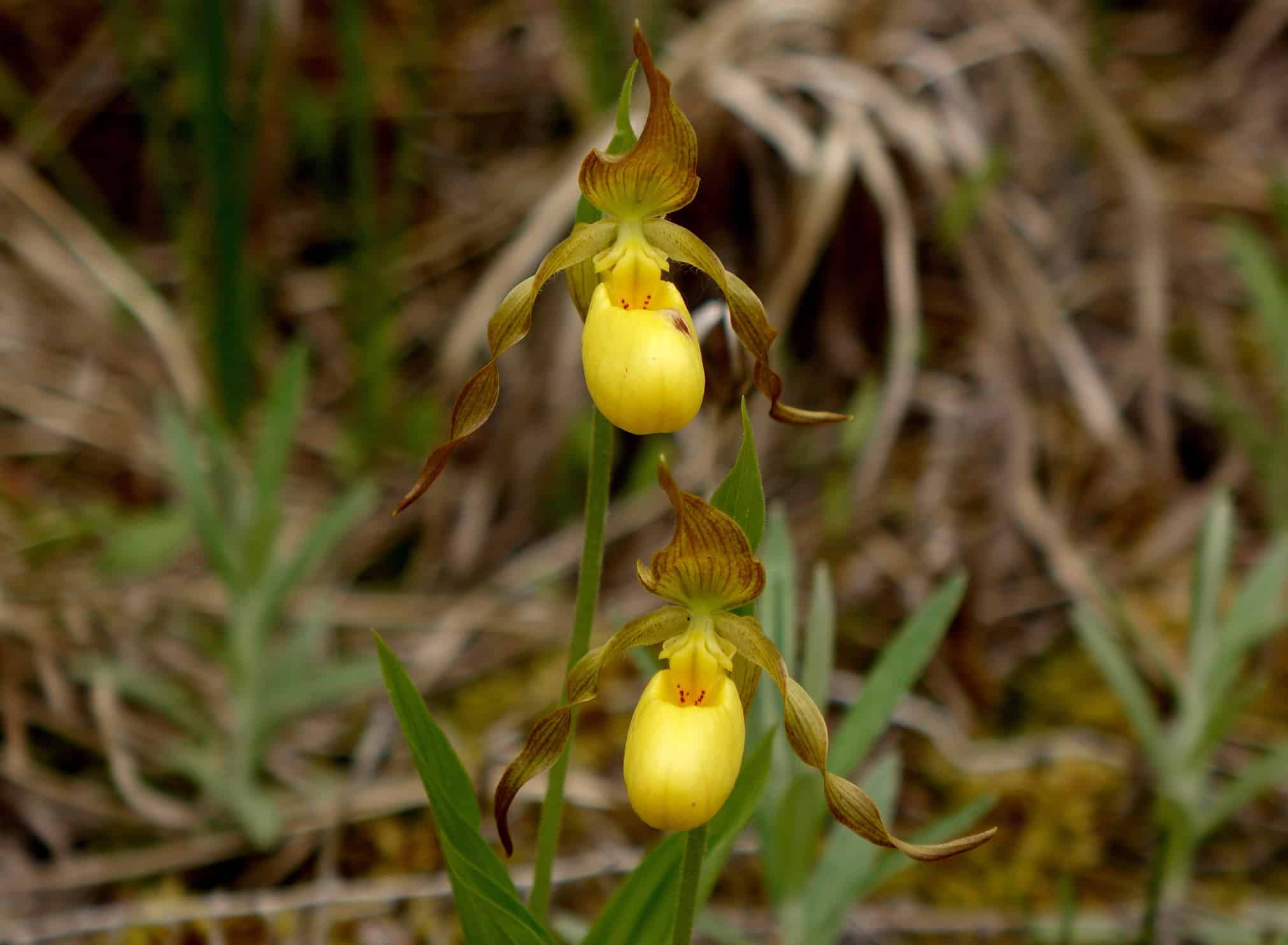 Orchidea scarpetta di signora gialla, Cypripedium parviflorum