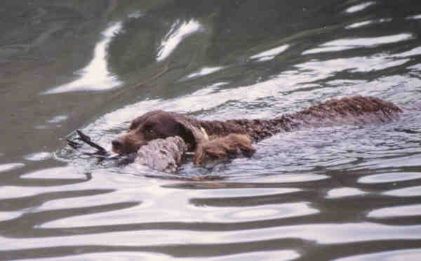 American Water Spaniel nuotare nell'acqua