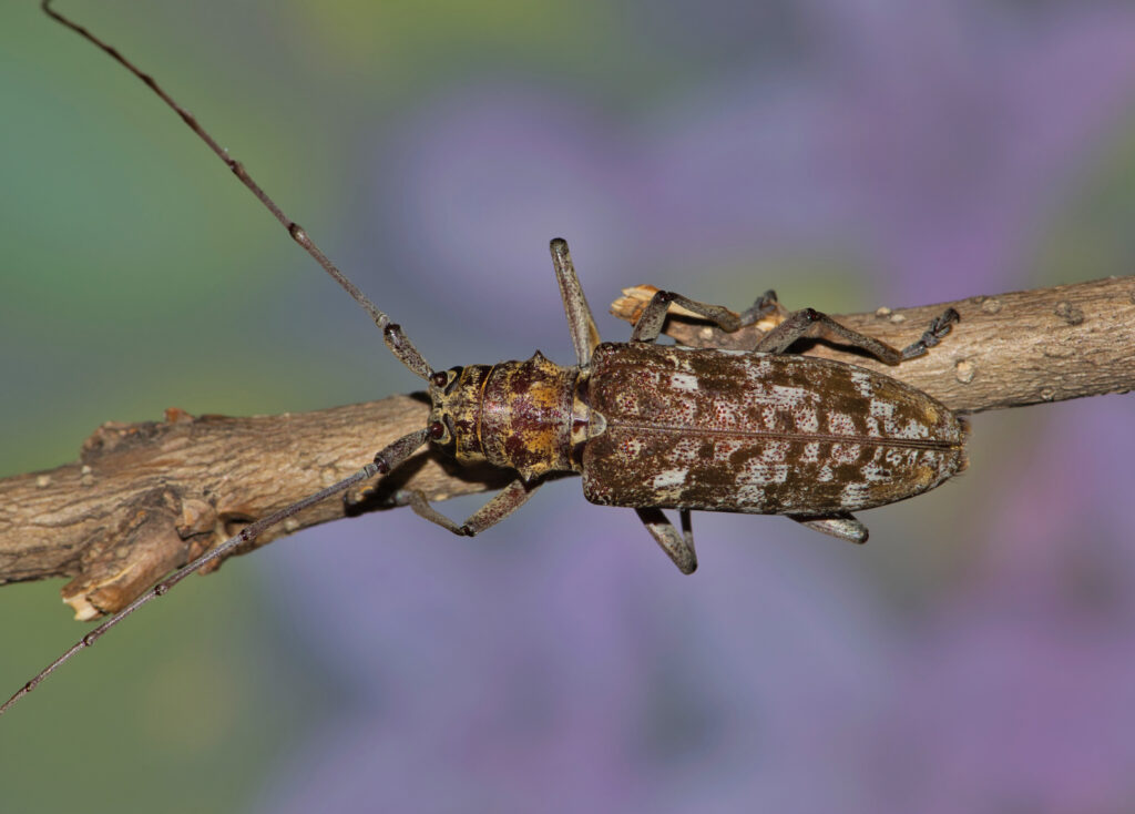 Carolina Pine Sawyer beetle (Monochamus carolinensis) a Houston, Texas, con uno sfondo di fiori di primavera rosa e viola. Direttamente sopra la vista.