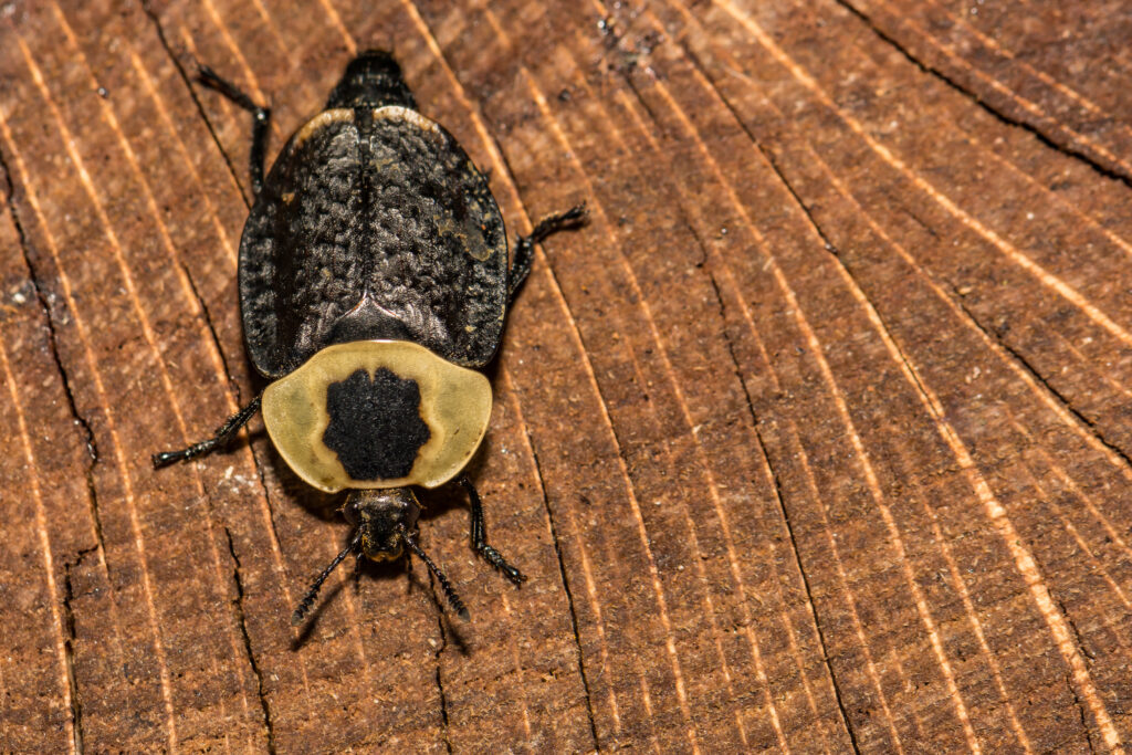 Scarabeo delle carogne americano (Necrophila americana)