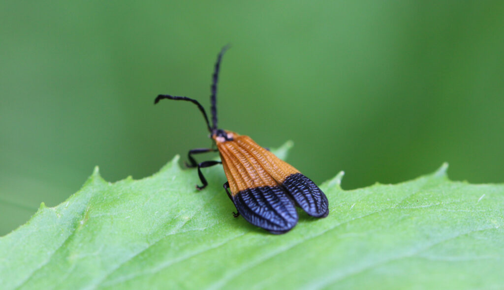 Beetle Net-Winged fasciato appollaiato su una foglia verde