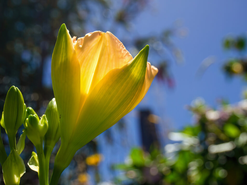 Macrofotografia di un fiore di giglio giallo dal lato, catturata in un giardino vicino alla città coloniale di Villa de Leyva nella Colombia centrale.