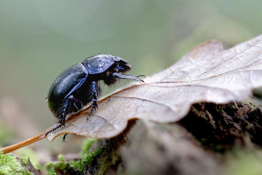 Geotrupidae Anoplotrupes stercorosus blu noioso per la terra in vista ravvicinata