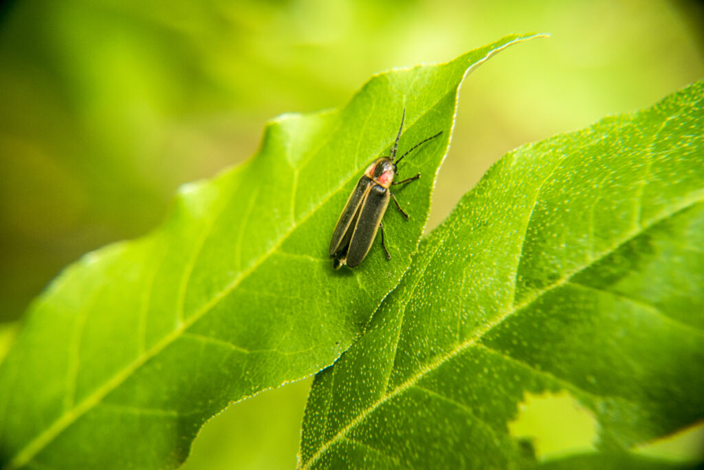 Mosca del fuoco dell'Orsa Maggiore