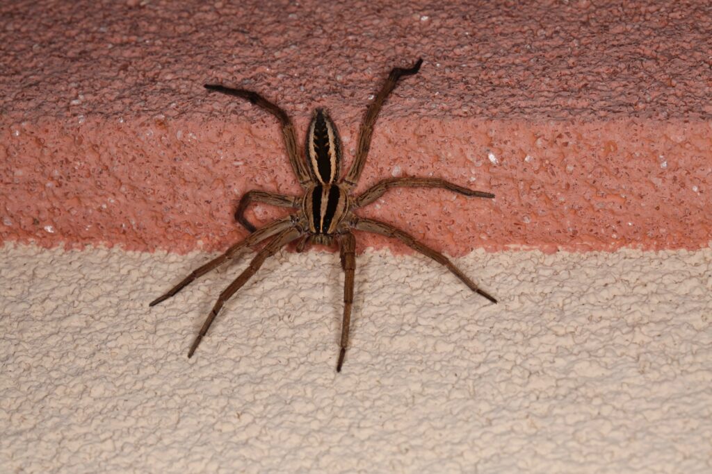 Ragno lupo rabbioso su superficie strutturata.  Primo piano isolato.  Grande innocuo ragno da giardino del Texas.  Rabidosa Rabida