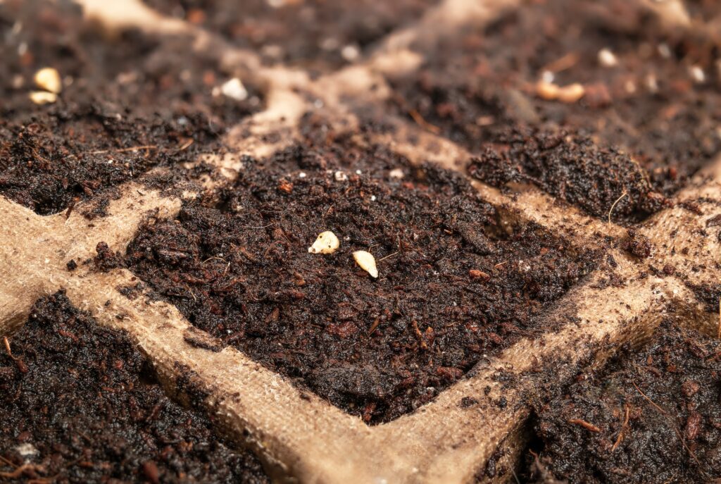Semi di pomodoro allegro nel vassoio del vaso di avviamento della pianta con terreno, primo piano.  Semi di pomodoro cespuglio nano "pettirosso rosso" per piccolo giardino contenitore.  Piantare all