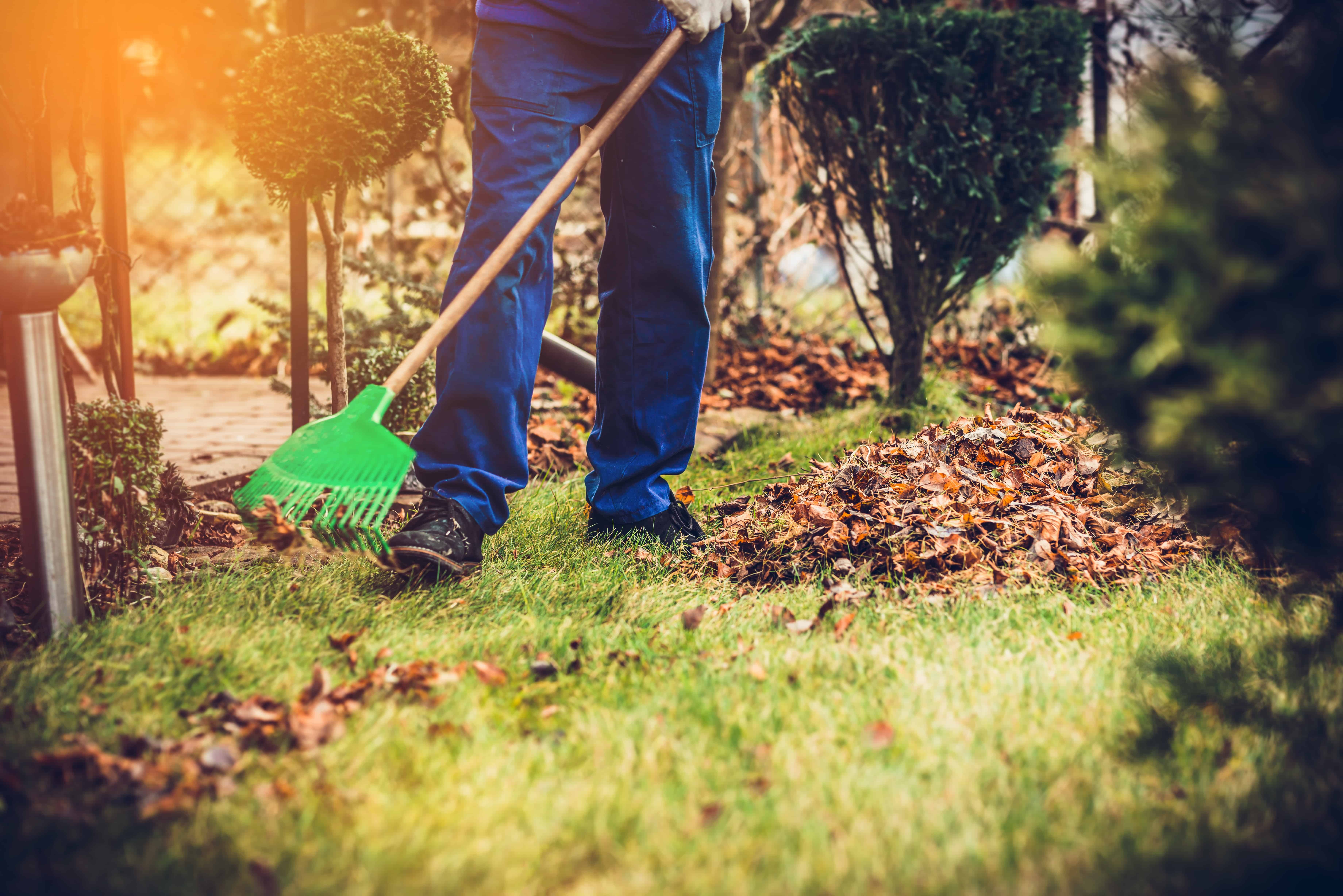 Rastrellare foglie. L'uomo sta rastrellando le foglie con un rastrello. Il concetto di preparare il giardino per l'inverno, la primavera. Prendersi cura del giardino.