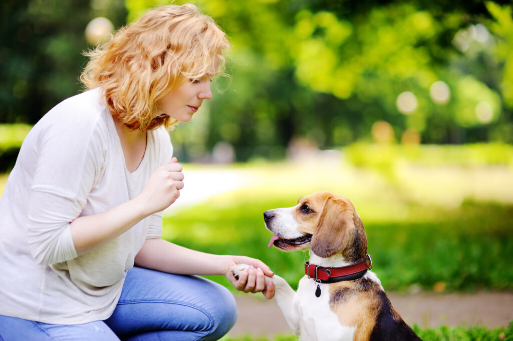 Giovane donna con cane Beagle nel parco estivo.  Animale domestico obbediente con il suo proprietario che pratica il comando della zampa