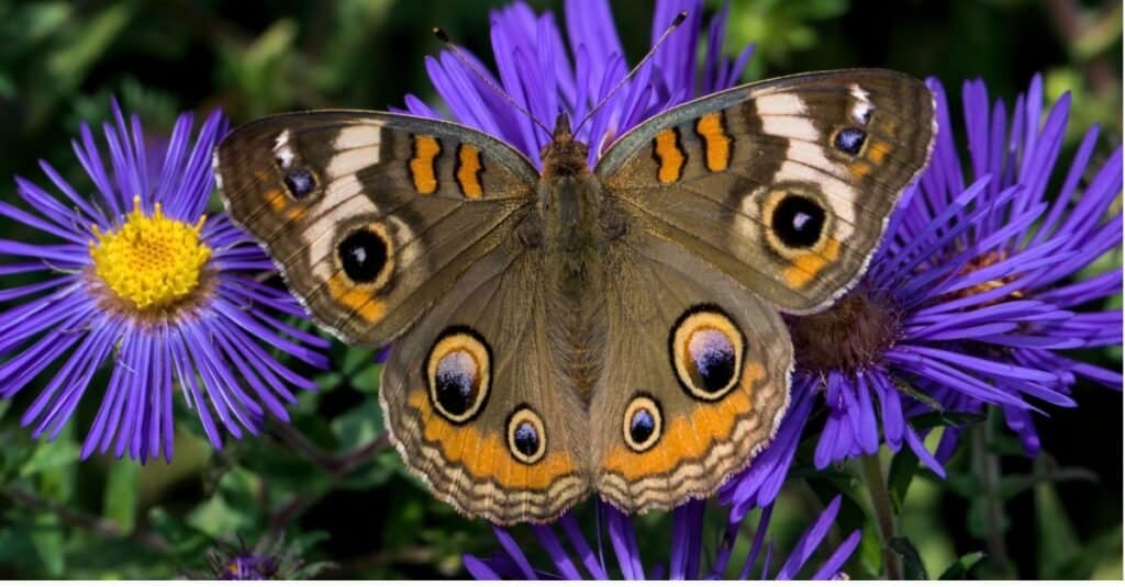 buckeye comune sul fiore viola