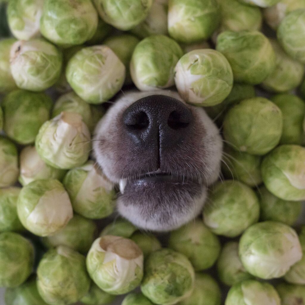 I cavoletti di Bruxelles sono ottimi per i cani con moderazione