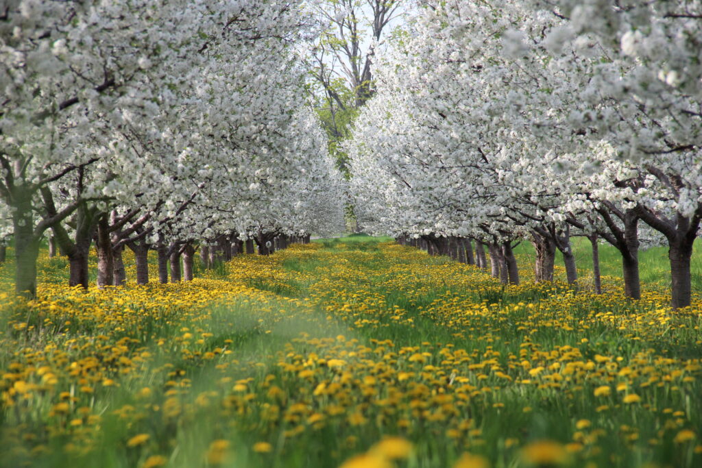 Fiori di ciliegio