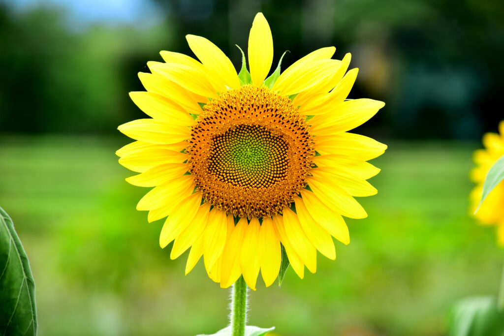 Girasole gigante americano