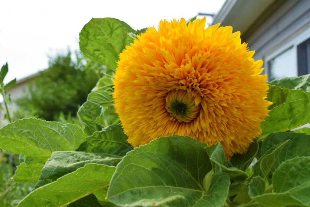 Oro solare gigante