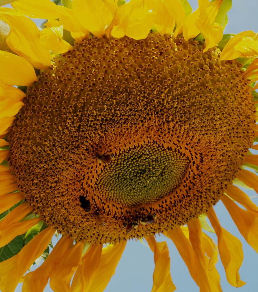 Girasole gigante mongolo