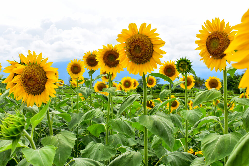 Girasoli mammut russi in un campo