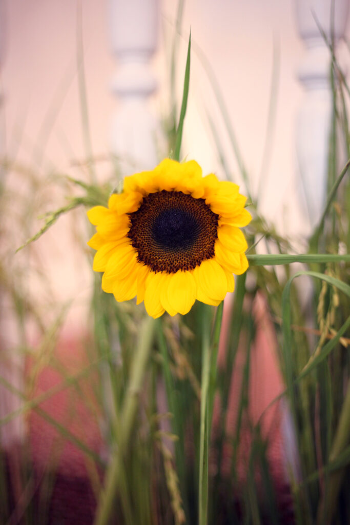 Girasole minore