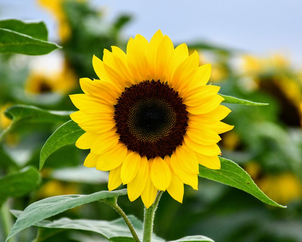 Girasole Sunny Smile