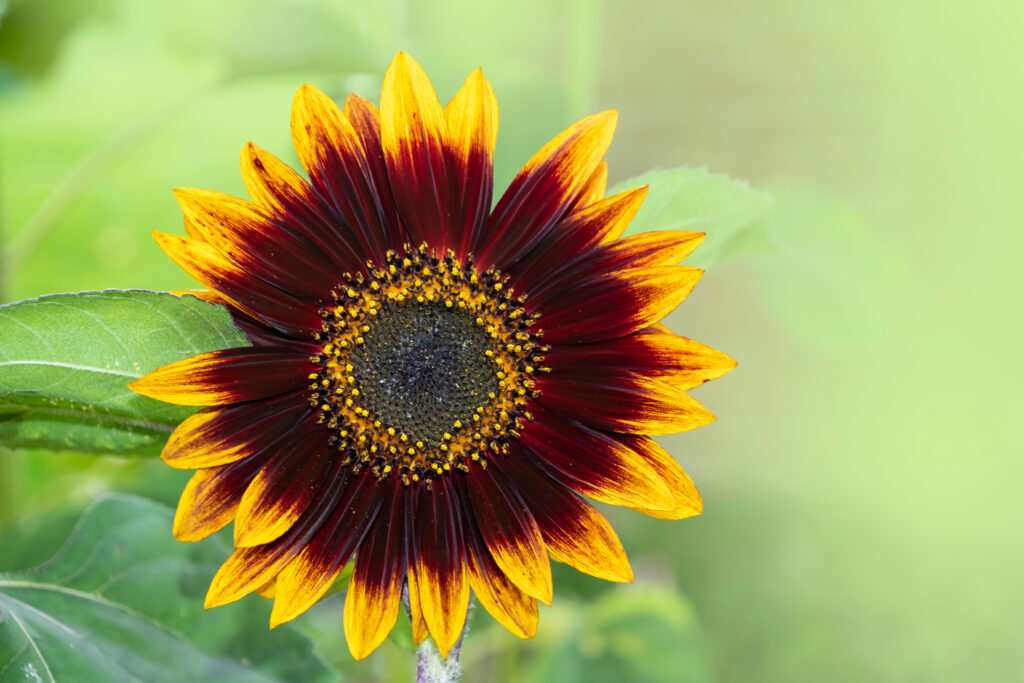 Girasole Rouge Royale
