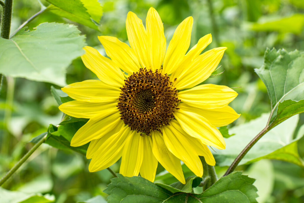 Suntastic girasole giallo
