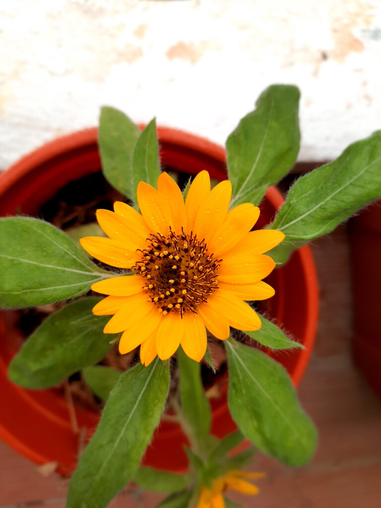 Girasole dal grande sorriso