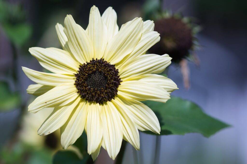 Girasole bianco italiano