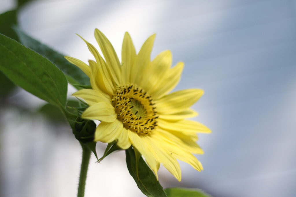 Regina dei Limoni