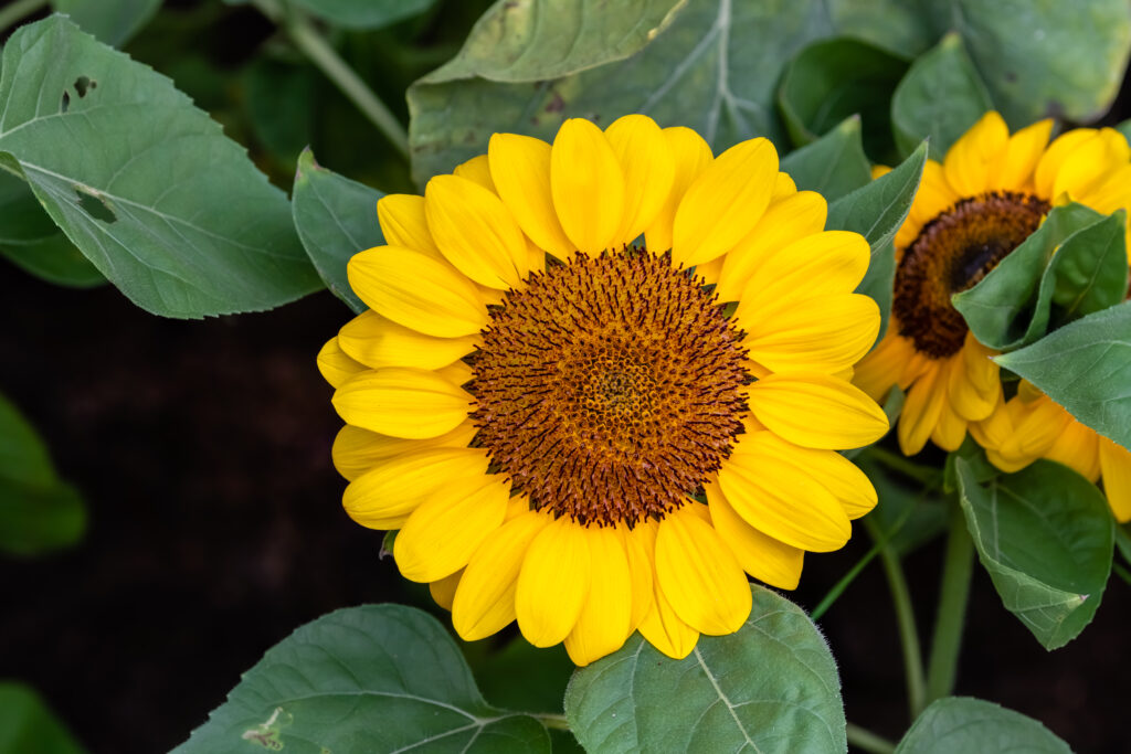 Soraya girasole