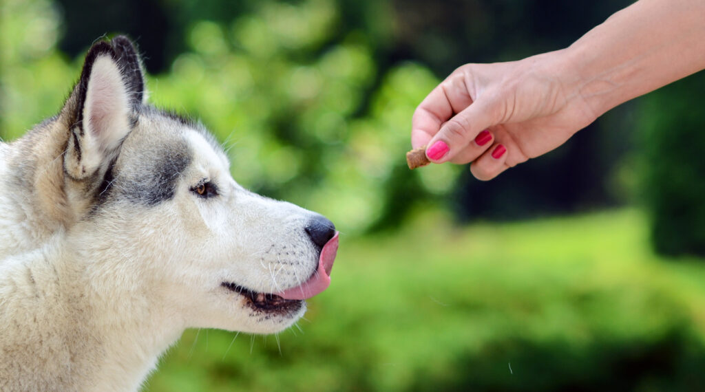 Cane da alimentazione - Cane da alimentazione manuale del proprietario