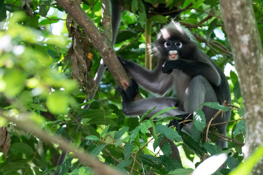Scimmia dalle foglie scure (chiamata anche langur dagli occhiali) su un albero a Malacca, in Malesia.
