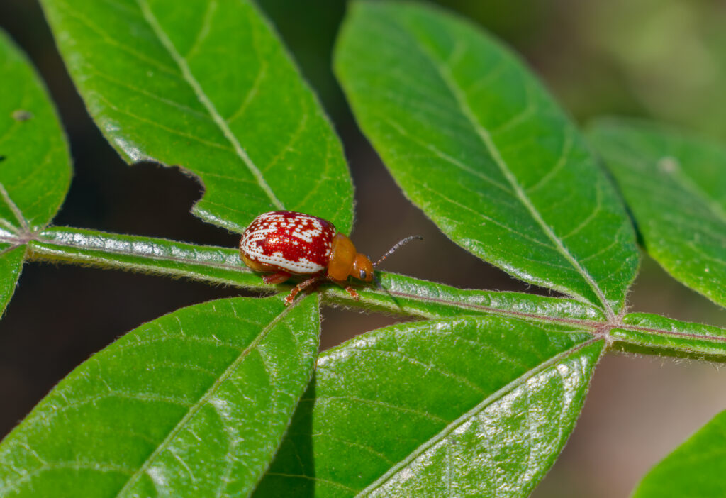 Scarabeo delle pulci di Sumac (Blepharida rhois) che riposa sul gambo di sommacco alato (Rhus copallinum);  specie di coleottero fogliare della sottofamiglia Galerucinae.  Il colore della specie è rosso, con macchie bianche e gialle