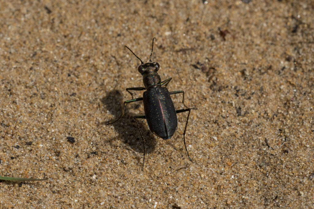 Un Tiger Beetle forato su un sentiero sabbioso a Door County, Wisconsin.