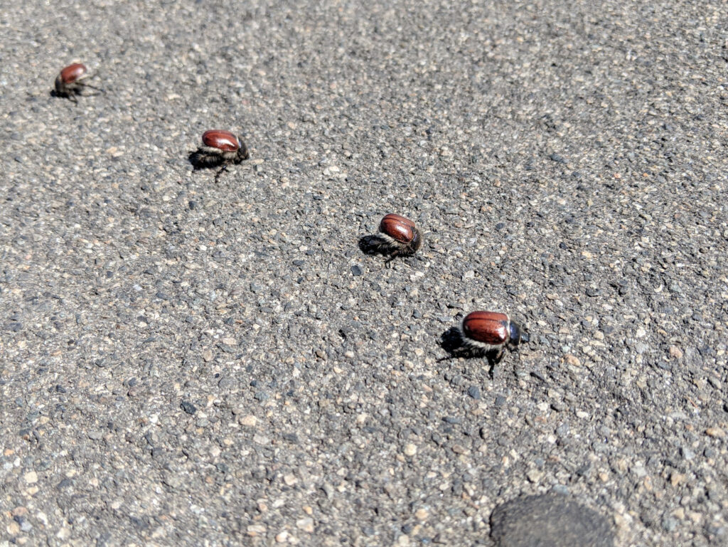 Piccoli scarafaggi dell'orso